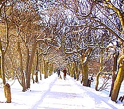 Park Oliwski zimą.