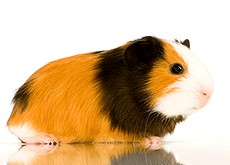 Przepis na świnkę morską smażoną po chrześcijańsku oburza obrońców praw zwierząt.
