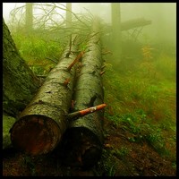 Drzewo filogenetyczne zostało ścięte - ogłaszają sceptycy teorii ewolucji.
